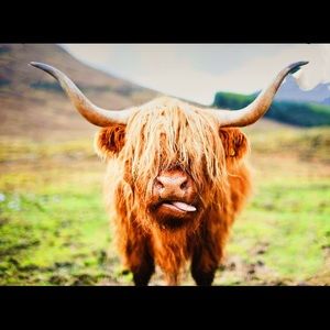 Shaggy highland cow - tongue out- orange/rust color 8.5x11 inches